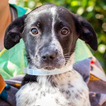 Pointer and Labrador Retriever Dogs Available for Adoption - Buster | PetCurious