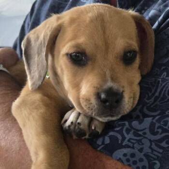 Madonna (Iconic Litter) -  Hound Dog for Adoption in San Diego, California - Madonna (Iconic Litter) | PetCurious