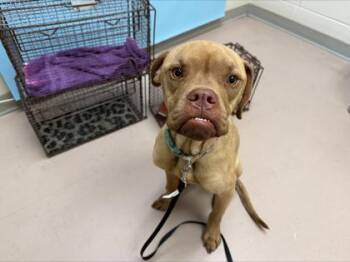 Georgia -  Mixed Breed Dog for Adoption in Woodbury, Minnesota - Georgia | PetCurious