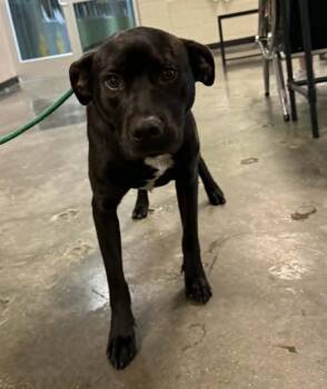 Labrador Retriever and Pit Bull Terrier Dogs Available for Adoption in Rockwall, Texas - Found Stray: Jett | PetCurious