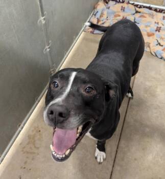 Pit Bull Terrier and Labrador Retriever Dogs Available for Adoption in La Porte, Indiana - Dozer | PetCurious