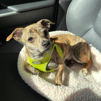 Chihuahua and Mixed Breed Dogs Available for Adoption in Durham, North Carolina - Linda | PetCurious