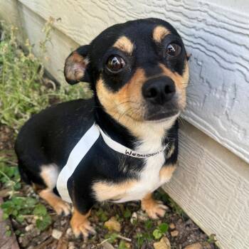 Wednesday -  Rat Terrier Dog Available for Adoption in Park Row, Texas - Wednesday | PetCurious