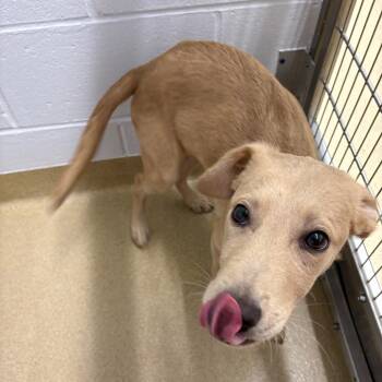 Rescue Mixed Breed Dogs for Adoption in West Palm Beach, Florida - Theresa | PetCurious