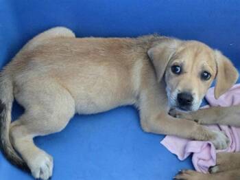 Mixed Breed Dogs Available for Adoption - OLIVIA | PetCurious