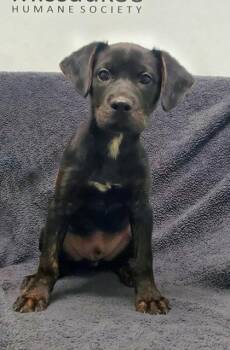 Elijah (7177) -  Shepherd and Labrador Retriever Dog for Adoption in Lake City, Michigan - Elijah (7177) | PetCurious