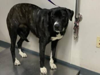 Great Dane and Mastiff Dogs Available for Adoption - SADY | PetCurious
