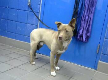 DAKOTA -  Husky and Mixed Breed Dog for Adoption in Albuquerque, New Mexico - DAKOTA | PetCurious
