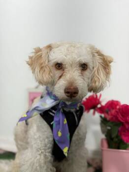 Cody-One of our Amazing Rescue Dogs -  Poodle and Mixed Breed Dog for Adoption in Carlsbad, California - Cody-One Of Our Amazing Rescue Dogs | PetCurious
