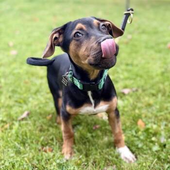 Ridge -  Mixed Breed Dog for Adoption in Bangall, New York - Ridge | PetCurious