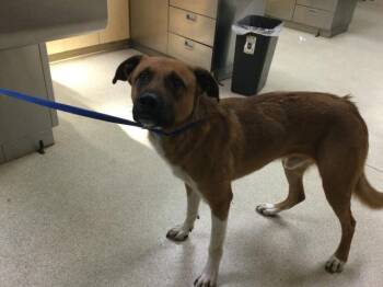 JACK -  German Shepherd Dog and Mixed Breed Dog for Adoption in Riverside, California - JACK | PetCurious