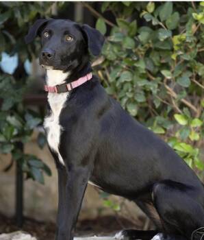 Xoloitzcuintli Mexican Hairless and Yellow Labrador Retriever Dogs Available for Adoption - Daisy | PetCurious