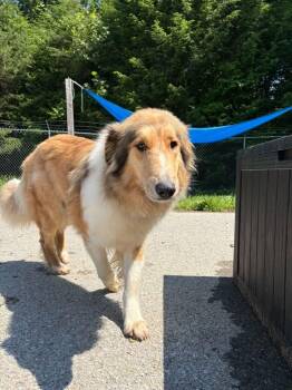 Border Collie Dogs Available for Adoption in Fayetteville, West Virginia - Cassie | PetCurious