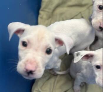 Mixed Breed Dogs Available for Adoption - DART | PetCurious