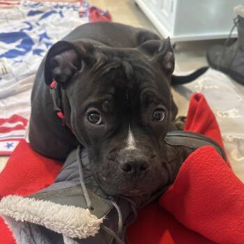 Mixed Breed Dogs Available for Adoption - Oliver | PetCurious