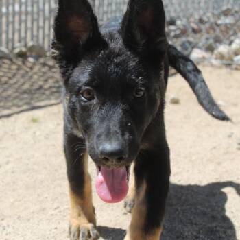 German Shepherd Dog Dogs Available for Adoption in Yucca Valley, California - Keystone | PetCurious