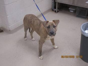 Sadie (26) -  Pit Bull Terrier Dog for Adoption in Marietta, Georgia - Sadie (26) | PetCurious