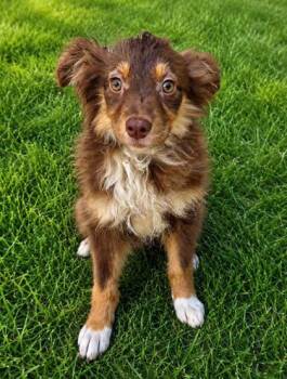 Amber -  Australian Shepherd Dog for Adoption in Malvern, Pennsylvania - Amber | PetCurious