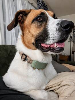 Brady-LOCAL IN MA -  Great Pyrenees and German Shepherd Dog Dog for Adoption in Princeton, Massachusetts - Brady-LOCAL IN MA | PetCurious