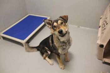 Mixed Breed Dogs Available for Adoption in Winnipeg, Manitoba - Scotty | PetCurious