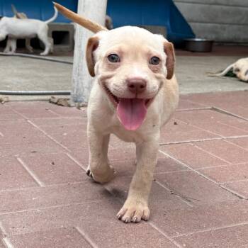 Jack -  Labrador Retriever Dog for Adoption in Spring, Texas - Jack | PetCurious