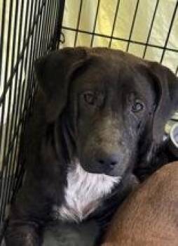 Hound Dogs Available for Adoption in Charleston, South Carolina - Bucky | PetCurious