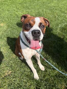 Rory *In a Foster to Adopt Home* -  Boxer Dog for Adoption in Woodbury, Minnesota - Rory *In A Foster To Adopt Home* | PetCurious