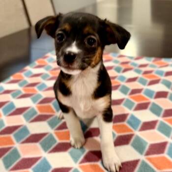 LOUIS -  Wirehaired Terrier Dog Available for Adoption in La Grange, Kentucky - LOUIS | PetCurious