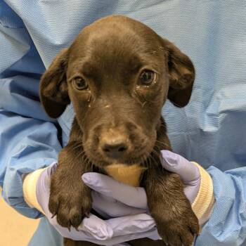 Ferris Wheel -  Black Labrador Retriever and Mixed Breed Dog for Adoption in Charlottesville, Virginia - Ferris Wheel | PetCurious