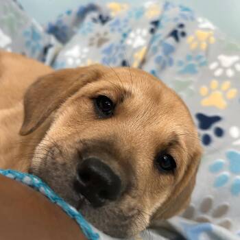 Labrador Retriever and American Foxhound Dogs Available for Adoption - Peridot Gem | PetCurious