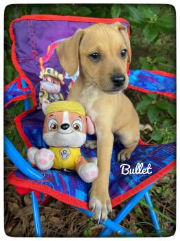 Labrador Retriever Dogs Available for Adoption in Sebring, Florida - Bullet | PetCurious