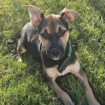 Keene -  Shepherd Dog for Adoption in Wake Forest, North Carolina - Keene | PetCurious
