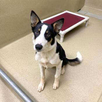 Geoffrey -  Border Collie and Australian Shepherd Dog for Adoption in Monroe, Georgia - Geoffrey | PetCurious