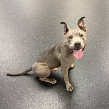 Pit Bull Terrier Dogs Available for Adoption in Pasadena, California - Nugget | PetCurious