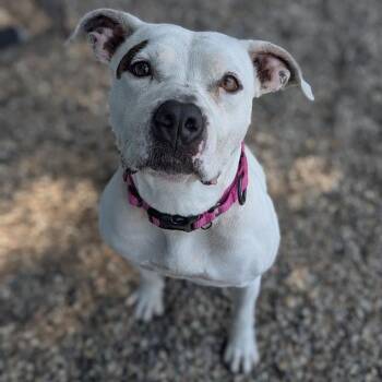 Pearl -  Mixed Breed Dog for Adoption in West Olive, Michigan - Pearl | PetCurious