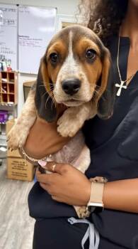 Barron -  Beagle Dog for Adoption in Semmes, Alabama - Barron | PetCurious