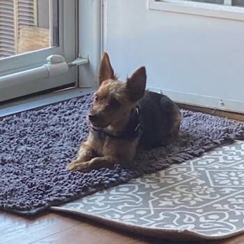 Whisper -  Mixed Breed Dog for Adoption in Mentor, Ohio - Whisper | PetCurious