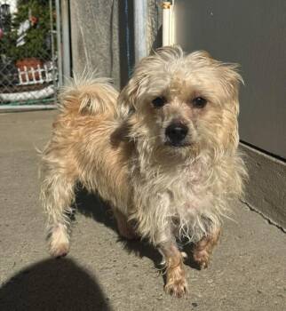 Bengi -  Mixed Breed Dog for Adoption in New York, New York - Bengi | PetCurious