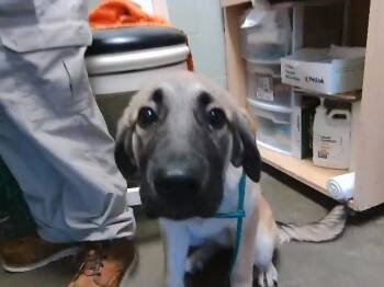 Anatolian Shepherd Dogs Available for Adoption in Tulsa, Oklahoma - DAISEY | PetCurious