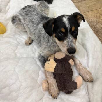Cattle Dog Dogs Available for Adoption in Flagstaff, Arizona - Bugsy | PetCurious