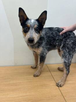 Mr Moon -  Australian Cattle Dog Blue Heeler Dog for Adoption in Fort Lupton, Colorado - Mr Moon | PetCurious