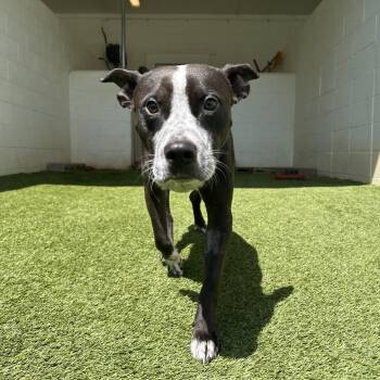 Webster 1838 -  Mixed Breed Dog for Adoption in Loxahatchee Groves, Florida - Webster 1838 | PetCurious