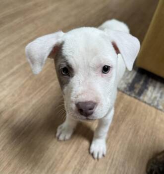 Pit Bull Terrier Dogs Available for Adoption in Evergreen, Colorado - Evie (medical Needs) | PetCurious