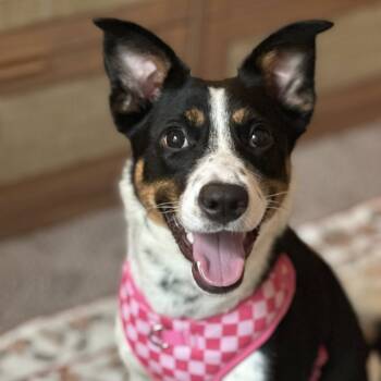Rescue Mixed Breed Dogs for Adoption in Savannah, Georgia - Indie | PetCurious