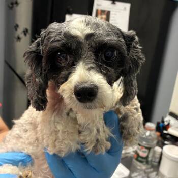 Bo-Peep -  Poodle Dog for Adoption in Birmingham, Alabama - Bo-Peep | PetCurious