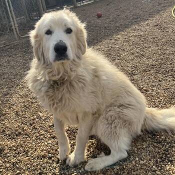 Great Pyrenees Dogs Available for Adoption - Oso | PetCurious