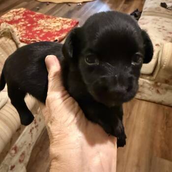 Angela -  Dachshund and Mixed Breed Dog for Adoption in Baton Rouge, Louisiana - Angela | PetCurious