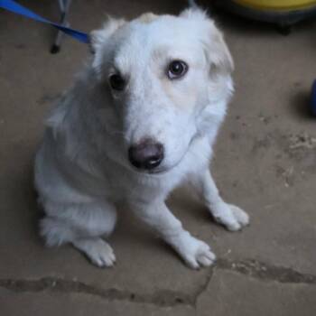 Manny -  Golden Retriever and Australian Shepherd Dog for Adoption in Goltry, Oklahoma - Manny | PetCurious