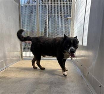 COWBOY -  Australian Cattle Dog Blue Heeler and Mixed Breed Dog for Adoption in Camarillo, California - COWBOY | PetCurious
