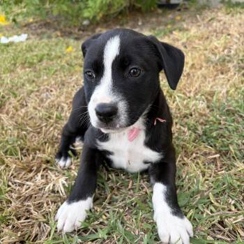 Feta -  Labrador Retriever and Terrier Dog for Adoption in Harlingen, Texas - Feta | PetCurious